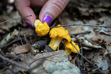 Picking Chanterelle Mushrooms In The Woods. Nutrition From Wild Nature