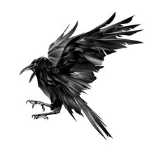Drawn Black Raven In Flight On A White Background