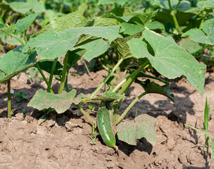   very small green cucumber on a ground close-up in the center in a summer garden. Concept of healthy eating and vegetarian