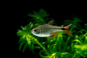 Canvas Print - Buenos Aires tetra (Hyphessobrycon anisitsi) 