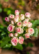  Group Of Small Blooming Yellow Roses With Pink Edges