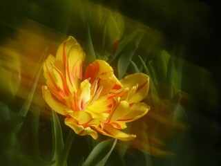 Wall Mural - blurred shot of a beautiful yellow and orange tulip, motion blur
