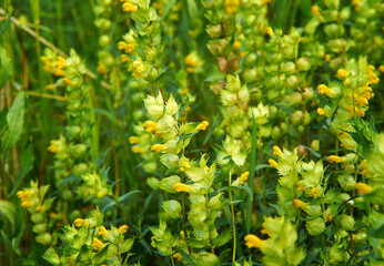 Rhinanthus angustifolius