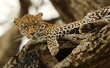 © Desmond - leopard resting on the tree