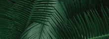 Tropical Green Palm Leaf And Shadow, Abstract Natural Background, Dark Tone