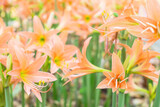 Fototapeta Tulipany - Field of Amaryllis  flower