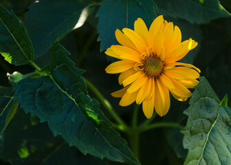 African bush daisy on a bush in full bloom 2