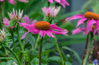 Echinacea Heilpflanze - Sonnenhut