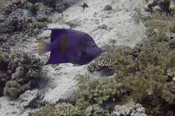 Halfmoon angelfish (Pomacanthus maculosus) in Red Sea