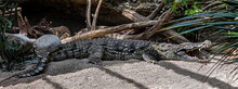Nile Crocodile On The Sand In Its Enclosure. Latin Name - Crocodylus Niloticus