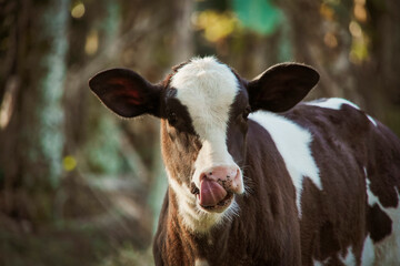 portrait of a young cow