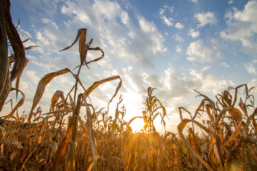 Drought impact, Crops dead on summer cause of heat of extreme weather. Climate change and agriculture concept.