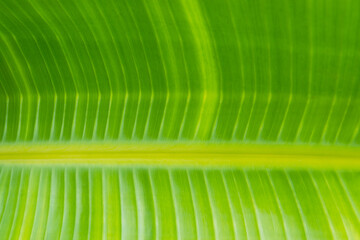 Defocused botanical tropical nature background texture of big green palm leaf with striped pattern. Poster banner wallpaper for environment ecology wellness spa concept