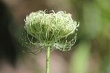 Fototapeta Tulipany - Queen Anne's Lace blooming