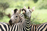 Fototapeta Zebra - Zebra Kruger Park South Africa