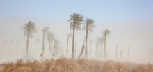  Dust Storm Blowing Across Road And Through Palm Trees