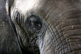 Fototapeta Konie - Elephant Kruger Park South Africa