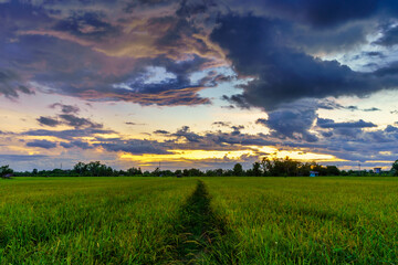 Beautiful green field cornfield or corn in Asia country agriculture harvest with sunset sky background.