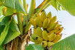 canvas print picture - ripe yellow banana on tree.