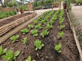 Fototapeta  - vegetable garden in a greenhouse