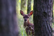 Młody jeleń w lesie (Cervus elaphus), dziecko jelenia, bambi, młode zwierzę z dużymi uszami