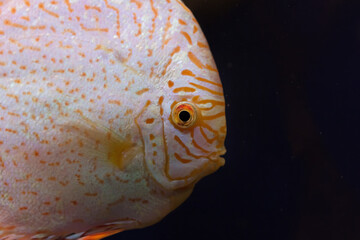 Close up of  Discus fish. Natural  dark background