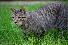 Close Up Of A Gray Tabby Cat On A Grass Lawn