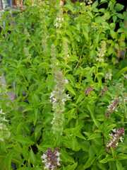 Naklejka na meble Thai basil flowers(Ocimum basilicum). vegetable garden as well as food & herb, blur  background