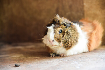 Super cute Guinea pig