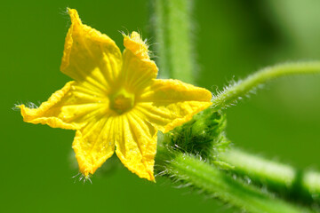 A yellow cucumber flower growing on a plant