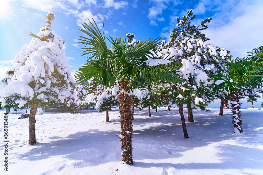 Tropical palm tree covered white snow stands in a snowdrift at a ...