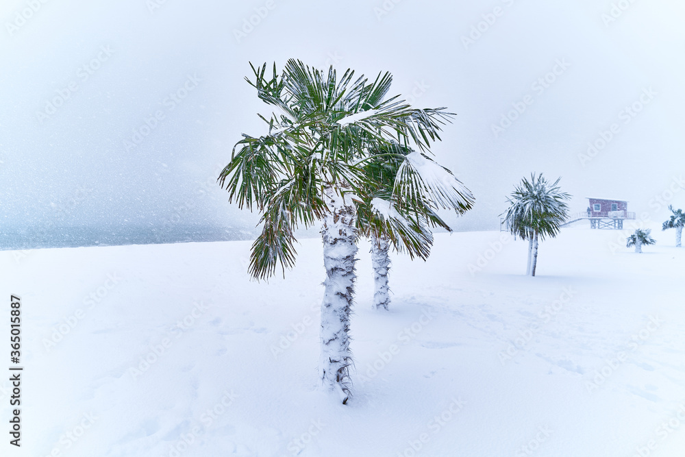 Tropical evergreen palm trees covered white snow stands in a ...