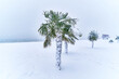 © Goffkein - Tropical evergreen palm trees covered white snow stands in a snowdrift in a blizzard. Cold unusual weather in tropic. Global climate change