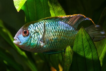 Poster - young strong adult male of Nannacara anomala neon blue or dwarf neon nannacara fish in freshwater South American cichlid biotope style aquascape