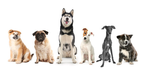 Sticker - Group of different dogs on white background