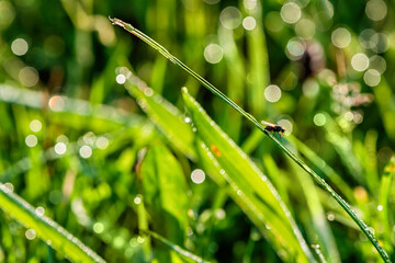 Fly on the grass. Natural background.