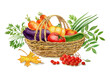© Elena - A basket full of fresh vegetables watercolor illustration with maple leaf and bunch of rowan tree berries. Autumn concept. Thanksgiving day.