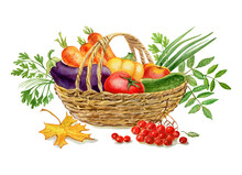 A Basket Full Of Fresh Vegetables Watercolor Illustration With Maple Leaf And Bunch Of Rowan Tree Berries. Autumn Concept. Thanksgiving Day.