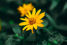 One Bright Yellow Flower, Which Overlaps Another Flower On A Green Background.