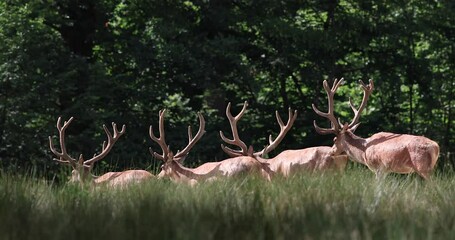 Poster - Red deer walking in the forest