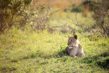 Wall Mural - Lioness takes shade from the heat of the day in the Masai mara, Kenya