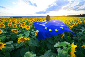 Wall Mural - European Union flag in female hands against the sunflowers field