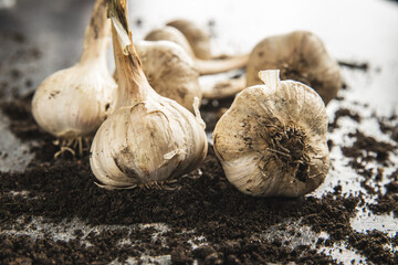 Sticker - Homegrown white garlic. Bio garlic bulbs.