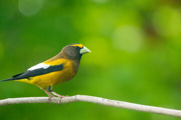 Evening grosbeak in Idaho on a branch in summer