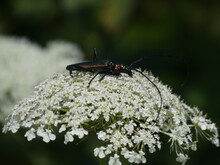Musk Beetle (Aromia Moschata) - Longhorn Greenish Metallic Beetle On A White Wild Carrot Flower, Gdansk, Poland
