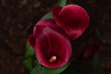 A Downward Shot Of Three Deep Maroon Calla Lilies In A Vertical Line. These Super Elegant Plants Have Beautiful Lines And Texture. 