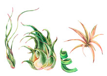 Watercolor Tropical Leaves. Air Plant Tillandsia Botanical Illustration. Succulent Terrarium Plants