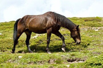 horse and foal