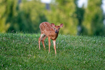 Wall Mural - White-tailed deer fawn in an open field on a summer morning. 