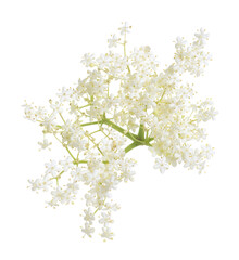 Wall Mural - European elder, Sambucus nigra flower isolated on white background